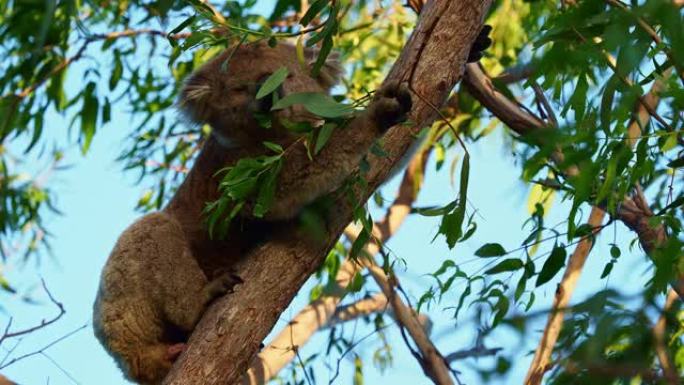 考拉-澳大利亚树上的Phascolarctos cinereus，攀爬，吃饭，面对面观看，在澳大利亚
