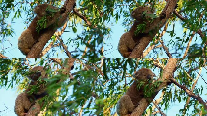 考拉-澳大利亚树上的Phascolarctos cinereus，攀爬，吃饭，面对面观看，在澳大利亚