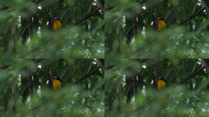 黄臀鹟-兴安自然保护区