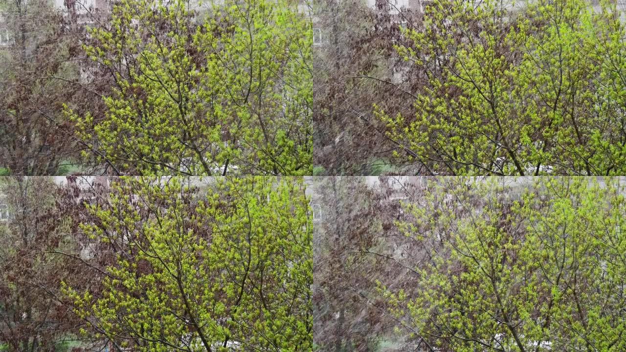异常天气。4月晚下雪。在树上，绿叶和鲜花
