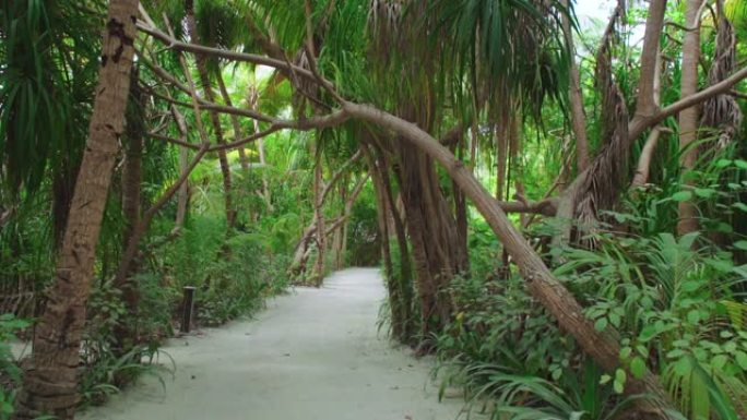 绿色热带丛林中的白色沙质路径