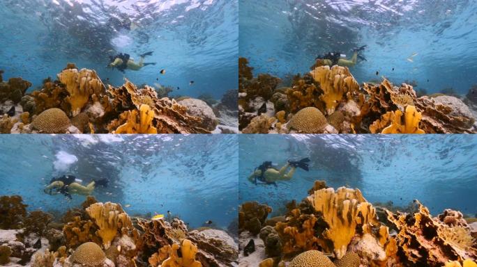 加勒比海/库拉索岛珊瑚礁浅水中的海景，潜水员，鱼和珊瑚