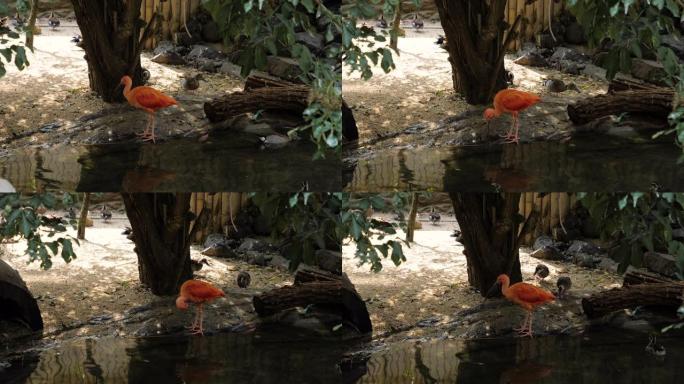 动物园里的橙色小鸟