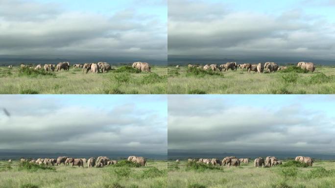 非洲象家族觅食非洲象家族觅食