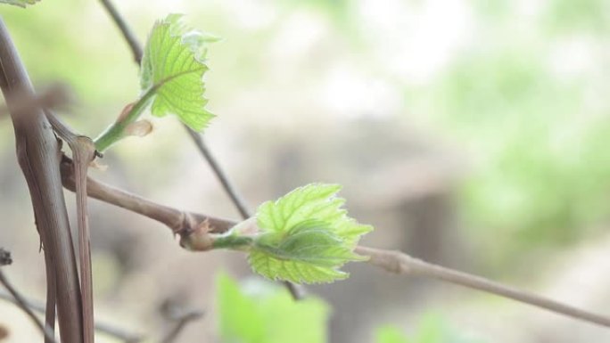 春天的第一个葡萄叶，特写。葡萄树，种植葡萄园