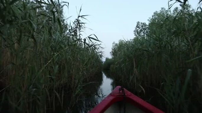 驶过狭窄的运河，周围是茂密的树叶，前景是船