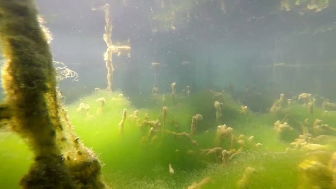 藻类，超现实海床热带鱼群海洋大海野生动物