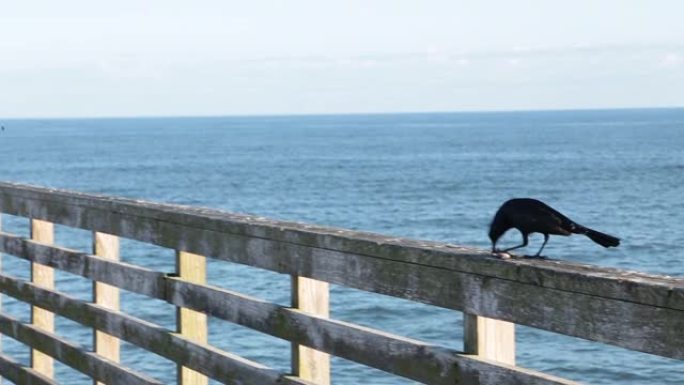 乌鸦站在佛罗里达州杰克逊维尔海滩的木栅栏上