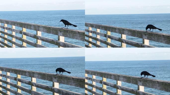 乌鸦站在佛罗里达州杰克逊维尔海滩的木栅栏上