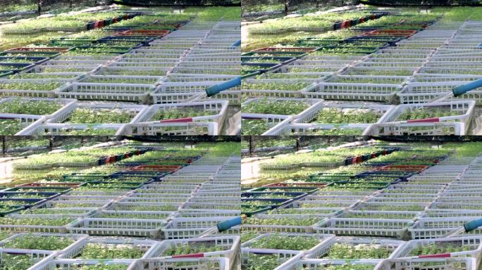 水台上的4k种植篮，水培种植，蔬菜种植概念，水泵，水蓝管，种植芹菜，植物浇水系统，农场管理，相机锅右