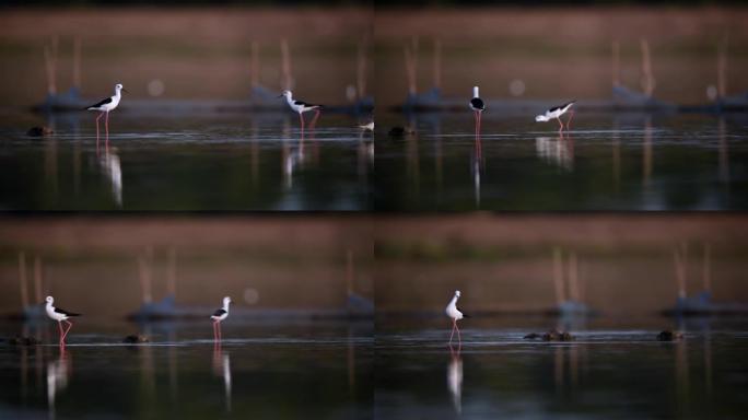 湖中的黑翅高跷鸟，野外动物的场景