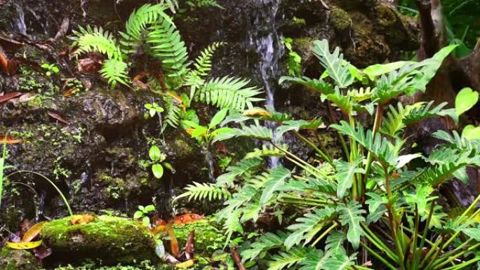 迷你花园装饰有小瀑布、蕨类植物和Monstera植物。