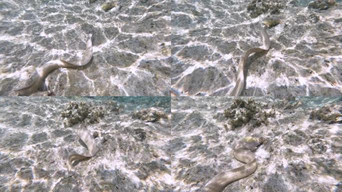 新喀里多尼亚松树岛上天然泳池泻湖的水下镜头。游客在清澈的蓝色水中浮潜。法语中称为 “自然鱼”。