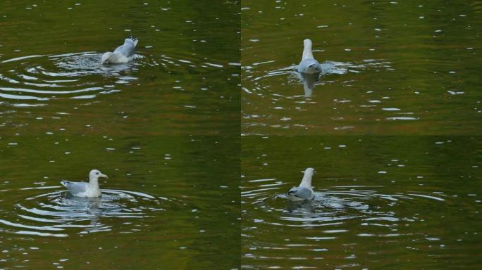 海鸥鸟以在浅水安静的河水中漂浮的死鱼为食