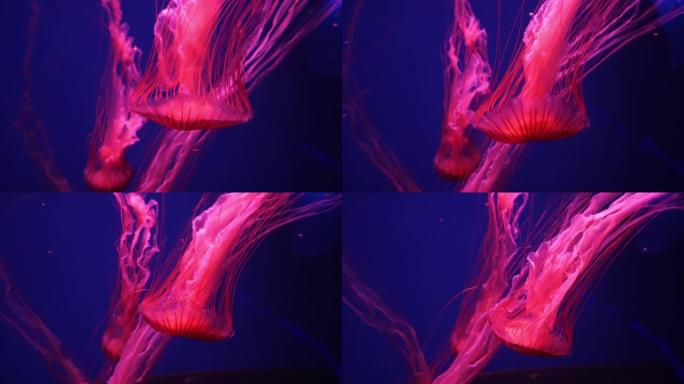 霓虹粉色水母，长尾巴在水下用彩光照亮。海洋盐水水族馆中的水母鱼。多色霓虹水母游泳。VJ概念。