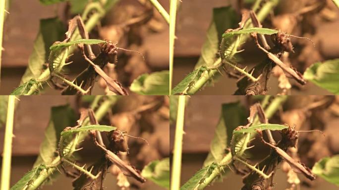 巨大的刺竹节虫 (拉丁名excatosoma Tiaratum) 正在吃绿叶。特写镜头看昆虫头。