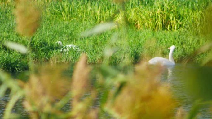 晴天，两只白天鹅在绿色的河草丛中。