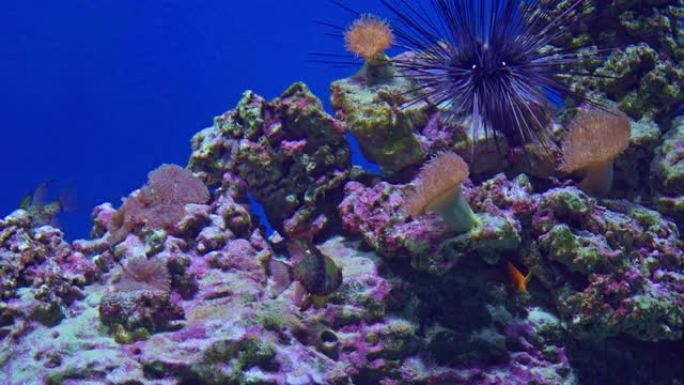 大型水族馆中的热带海鱼