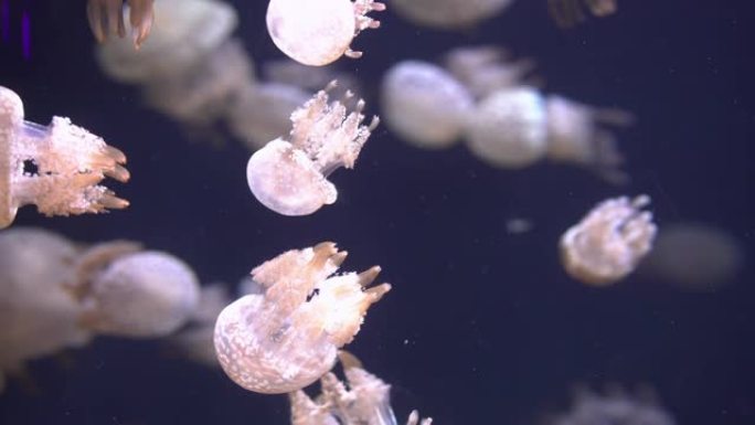 一群白色斑点水母微距实拍