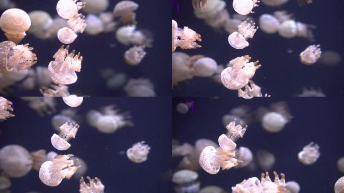 一群白色斑点水母微距实拍