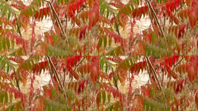 金冠王者躲在秋天的红叶矮树中