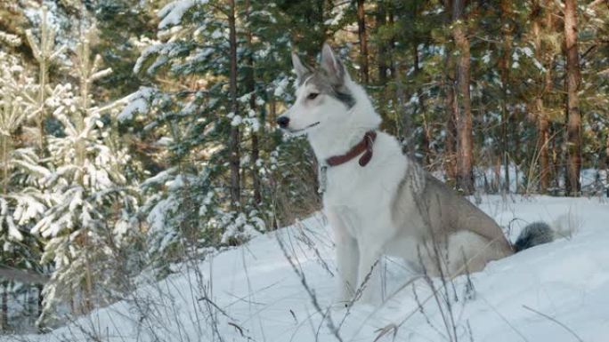 冬天森林里坐在雪地上的狗。冬季散步时，可爱的狗在白雪皑皑的森林中针叶树上的风景。