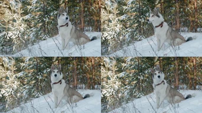 冬天森林里坐在雪地上的狗。冬季散步时，可爱的狗在白雪皑皑的森林中针叶树上的风景。