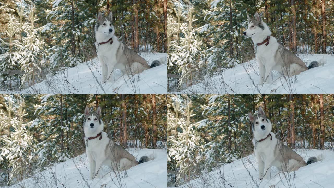 冬天森林里坐在雪地上的狗。冬季散步时，可爱的狗在白雪皑皑的森林中针叶树上的风景。