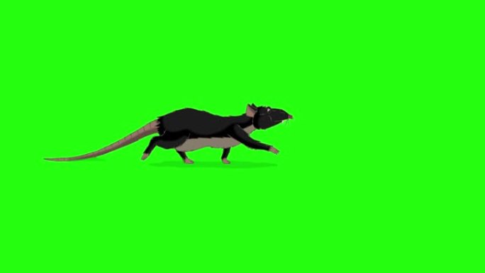 黑鼠偷偷摸摸动画色度键