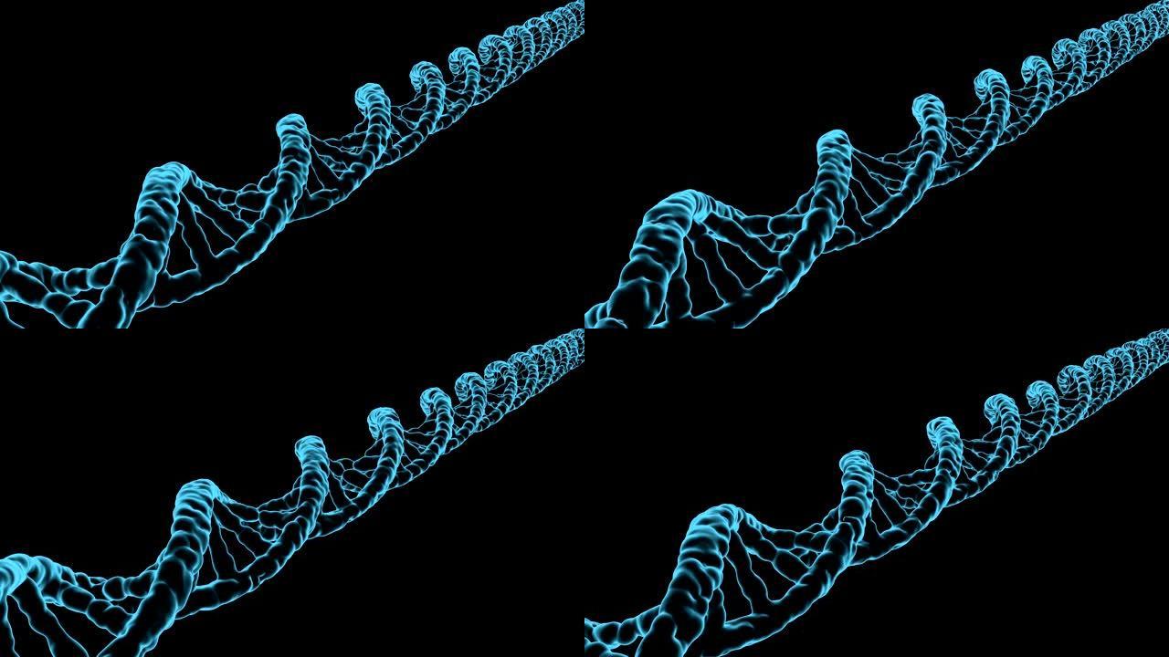 DNA，医学3D模型，无缝循环
