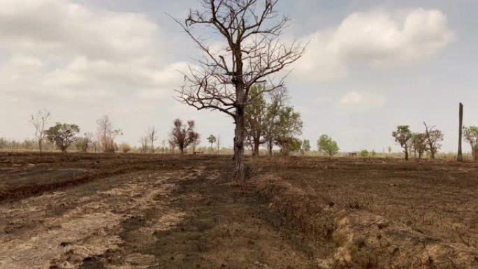 烧毁的农田烧焦土地热带雨林视频素材