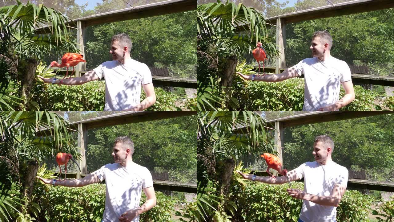 男子喂养猩红色的宜必思鸟，大开曼岛，开曼群岛