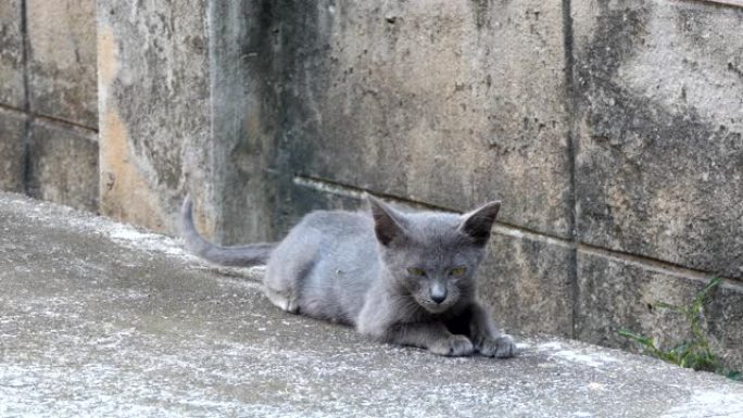 灰猫一只猫咪流浪猫视频素材