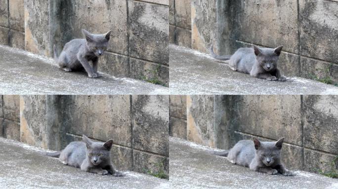 灰猫一只猫咪流浪猫视频素材