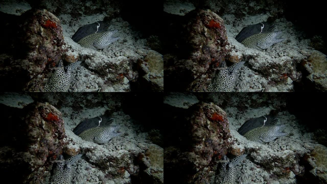 蜂巢海鳗群-夜间裸胸鱼，印度洋，马尔代夫，亚洲