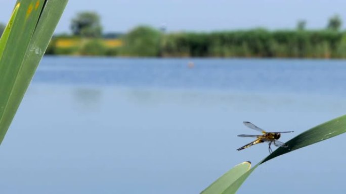 蜻蜓坐在河边的一片叶子上，自然栖息地。
