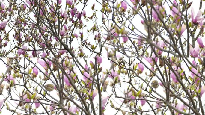 微小的vireo型鸟称家为美丽的树，开有鲜艳的紫色花朵