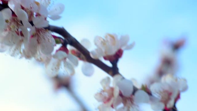 这是春天。迎着蓝天开花的杏枝。抽象模糊的背景。美丽的自然风光，有开花的树和阳光