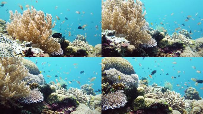 水下珊瑚礁和热带鱼。菲律宾莱特