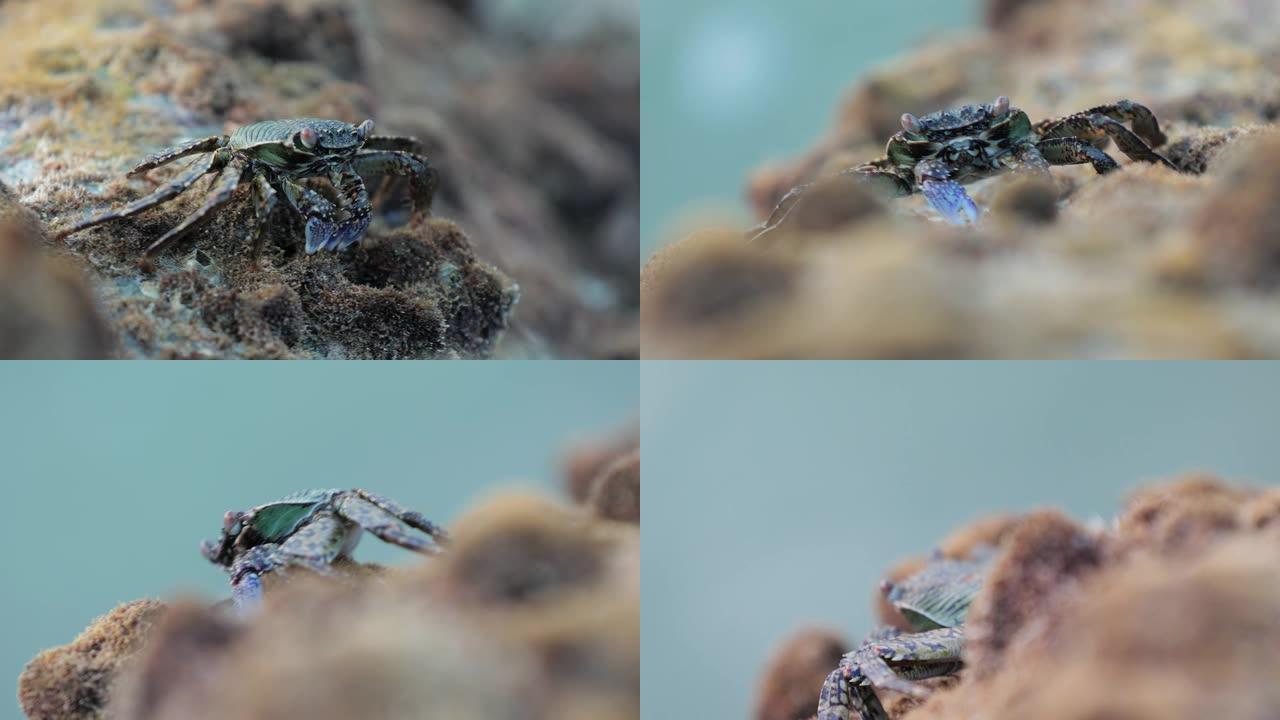 视频4k螃蟹从贝壳上在礁石上奔跑。