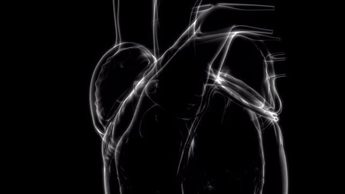 人体循环系统心脏解剖学