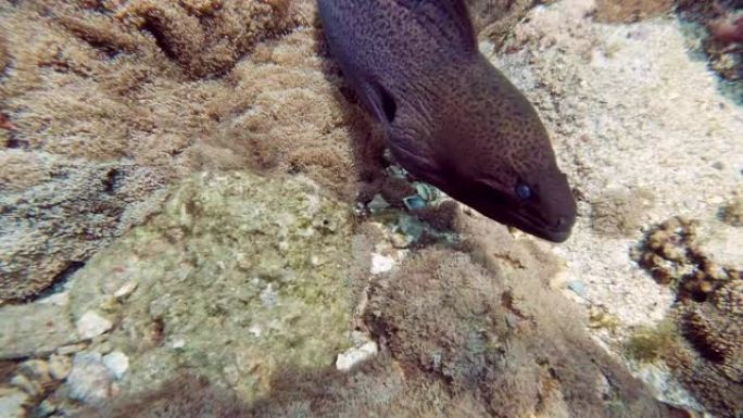 与海鳗面对面 (Gymnothorax javanicus) 在珊瑚礁上狩猎