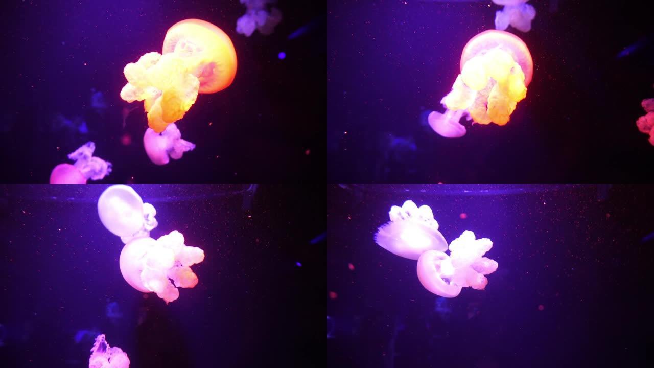 霓虹紫色水母在水下用彩光照明。海洋盐水水族馆中的水母鱼。多色霓虹水母游泳。VJ概念。