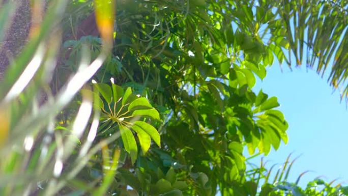夏威夷的热带植物4k慢动作60fps