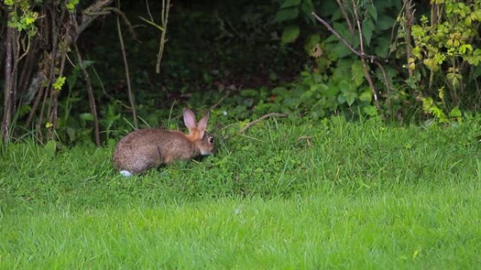 一只兔子吃草，然后跳进树篱