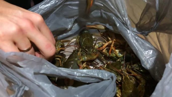 活的小龙虾在塑料袋里移动。烹饪小龙虾。