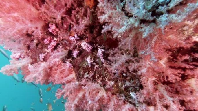 美丽的粉红色珊瑚礁背景与热带鱼群