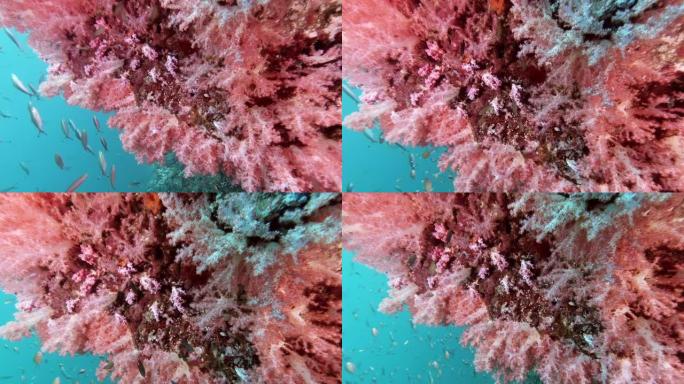 美丽的粉红色珊瑚礁背景与热带鱼群
