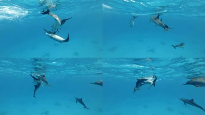 慢动作，一群海豚在蓝色水中的水面下玩耍。旋转海豚 (Stenella longirostris) 特
