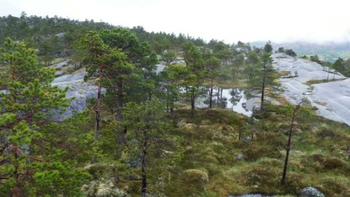 石头上的挪威松树林